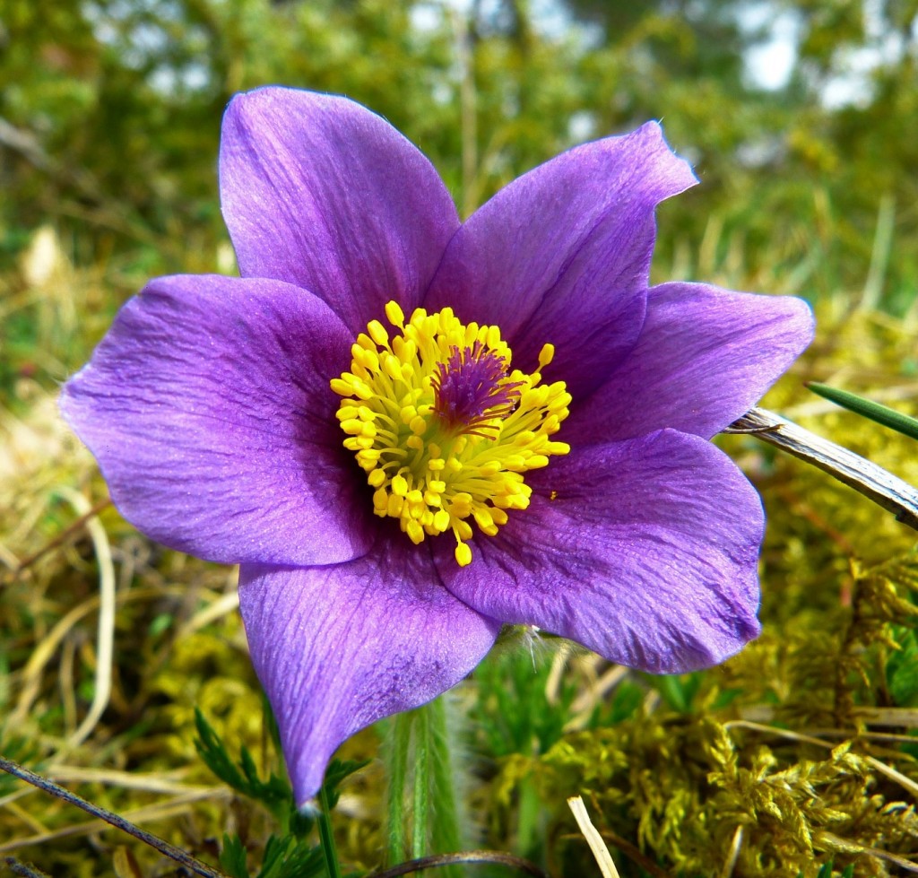 Pulsatilla Pratensis Laboratoires Inebios